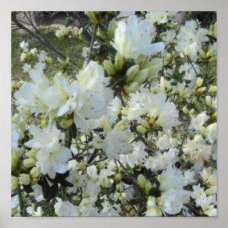 Zwarf White Azaleas Poster