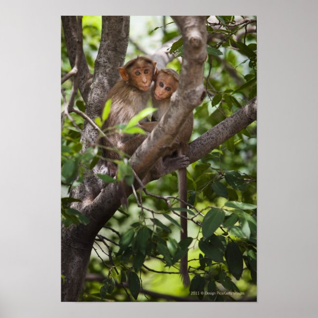 Zwei Affen in einem Baum Poster (Vorne)