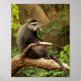 Zwei Affen in einer Baumkanvas drucken Poster