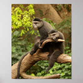 Zwei Affen in einer Baumkanvas drucken Poster