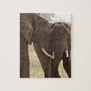Zwei Afrikaner-Bush-Elefanten (Loxodonta Africana)