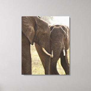 Zwei Afrikaner-Bush-Elefanten (Loxodonta Africana) Leinwanddruck