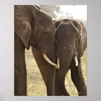 Zwei afrikanische Bush-Elefanten (Loxodonta Africa