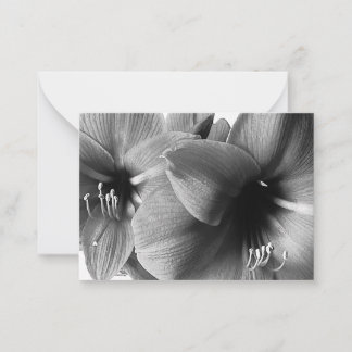 Zwei Amaryllis-Blumen Foto Mitteilungskarte