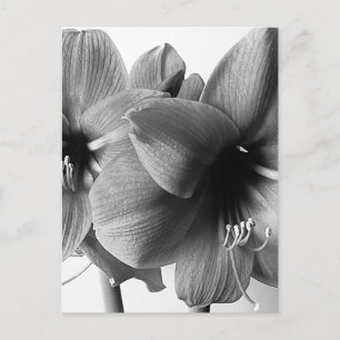 Zwei Amaryllis-Blumen Foto Vertikal Postkarte