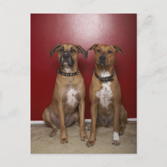 Zwei amerikanische Terrier Postkarte (Vorderseite)