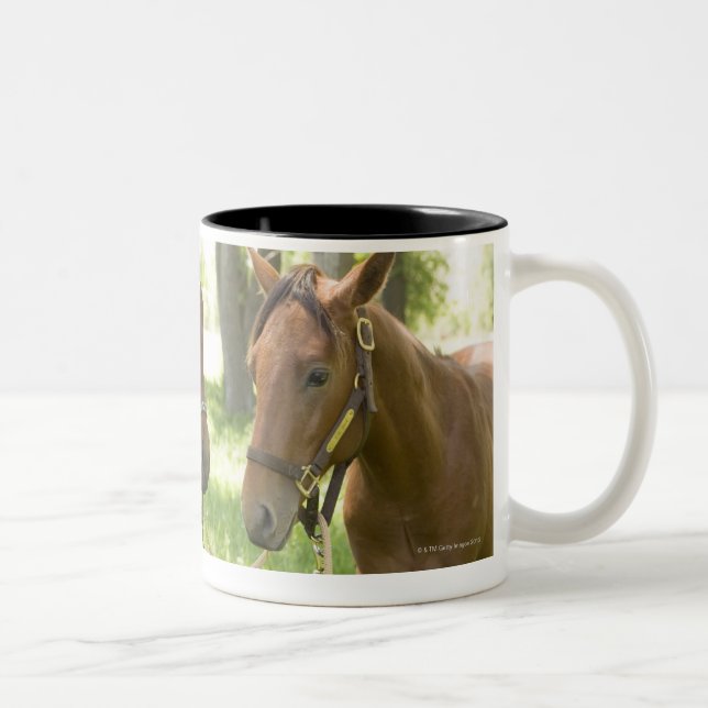 Zwei amerikanische Viertelpferde stehend im Zweifarbige Tasse (Rechts)