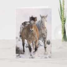 Zwei Appaloosas Horse Grußkarte