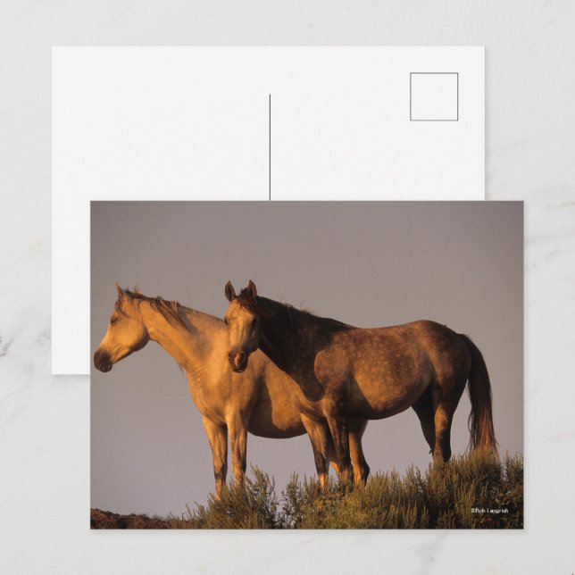 Zwei Araber Stehend, zusammen Abend Light Postkarte (Vorne/Hinten)