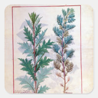 Zwei Artemesia-Sorten