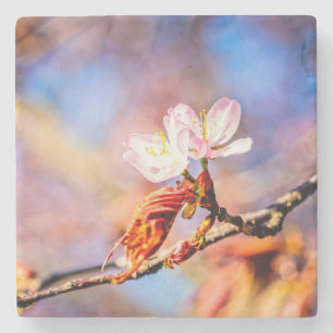 Zwei atemberaubende Kirschblüten. Rosa, blauer Hin Steinuntersetzer