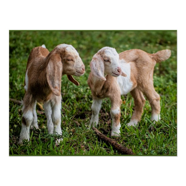 Zwei Baby-Bergziegen Poster (Vorderseite)
