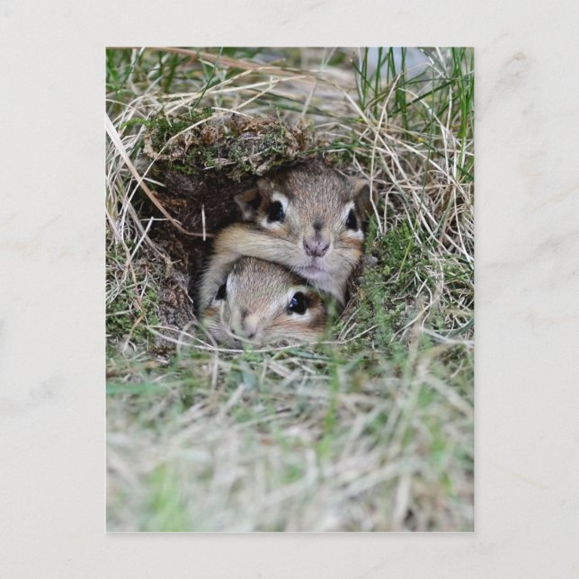 Zwei Baby Chipmunks versuchen aus der Burrow zu ko Postkarte (Vorderseite)