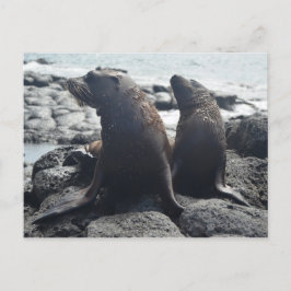 Zwei Baby-Siegel Postkarte
