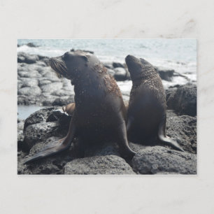 Zwei Baby-Siegel Postkarte