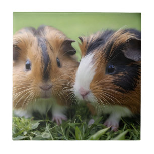 Zwei Baby Tortoiseshell Guinea Schweine, Fliese