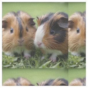 Zwei Baby Tortoiseshell Guinea Schweine, Stoff