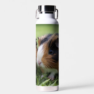 Zwei Baby Tortoiseshell Guinea Schweine, Trinkflasche