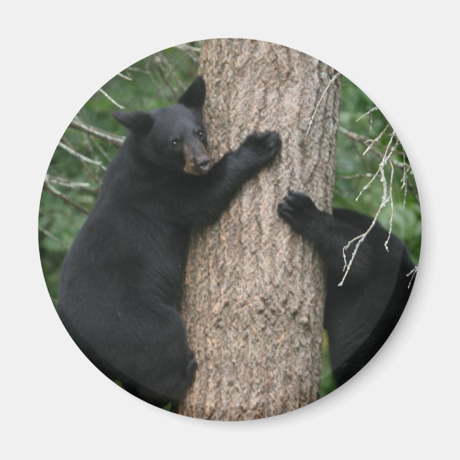 zwei Bären im Baum Magnet (Vorne)