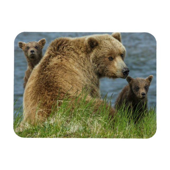 Zwei Bärenjungen mit Mutter am Wasser Magnet (Horizontal)