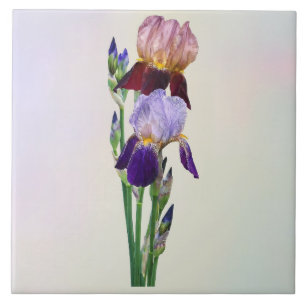 Zwei Bart-Iris Eine Marone Eine Violette Fliese