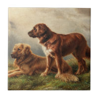 Zwei beobachtende Hunde