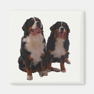 Zwei bernese magnet