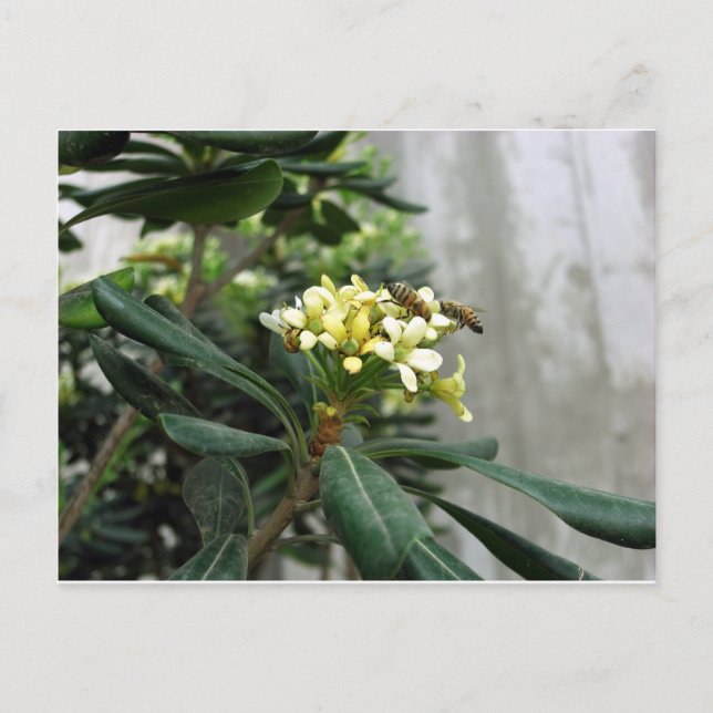 Zwei Bienen Postkarte (Vorderseite)