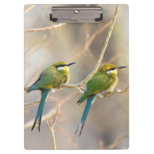 Zwei Bienenfresser Klemmbrett