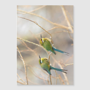 Zwei Bienenfresser Magnetkarte