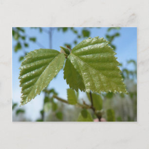 Zwei Birch Leav Postkarte