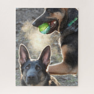 Zwei blaue Deutsche Schäferhunde spielen mit Ball