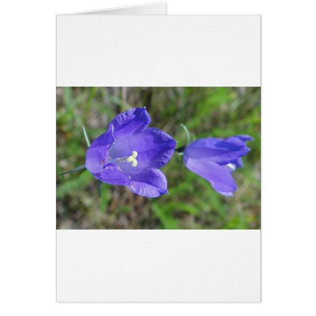 Zwei blaue Glockenblumen (Vorne)