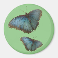 Zwei blaue Morpho Schmetterlinge Kust. BG-Farbmaga