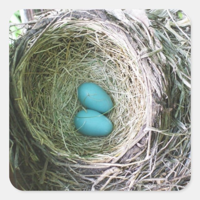 Zwei blaue Robin-Eier im Nest Quadratischer Aufkleber (Vorderseite)