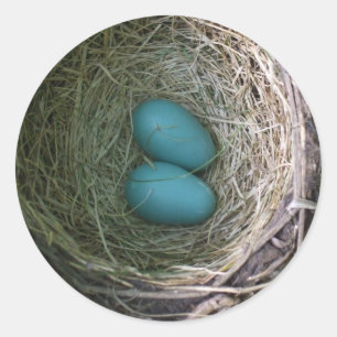 Zwei blaue Robin's Eggs in Nest Classic Round Stic Runder Aufkleber