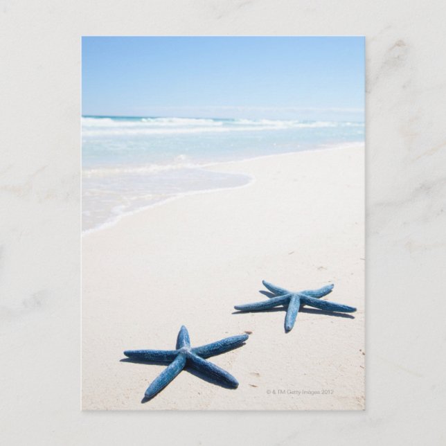 Zwei blaue Seesterne am Rande des Wassers auf trop Postkarte (Vorderseite)
