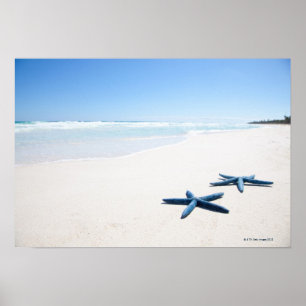 Zwei blaue Starfish am Rand des Wassers auf Poster