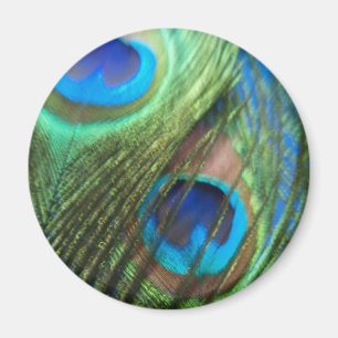 Zwei blauer Pfau-Feder-Magnet Magnet