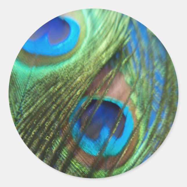 Zwei Blue Peacock Feathers Stickers (Vorderseite)