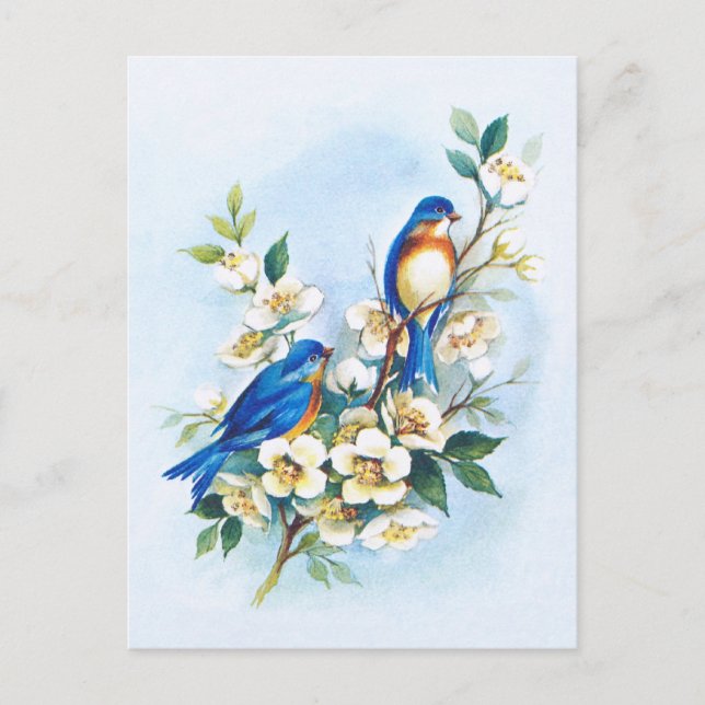 Zwei Bluebirds Postkarte (Vorderseite)