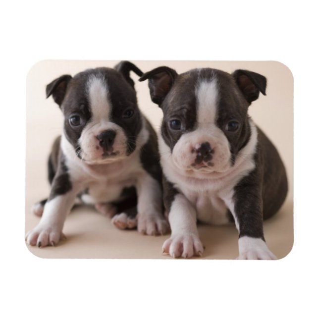 Zwei Boston Terrier Welpen Magnet (Horizontal)