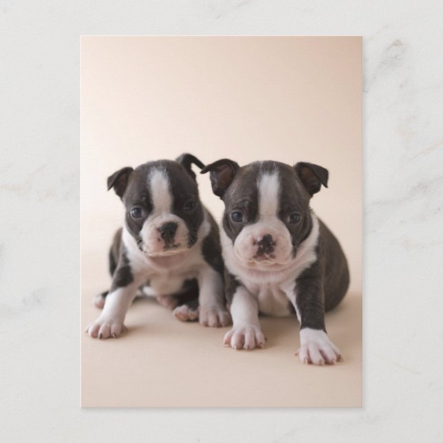 Zwei Boston Terrier Welpen Postkarte (Vorderseite)