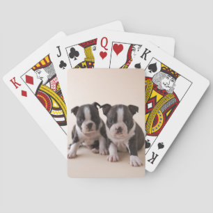 Zwei Boston Terrier Welpen Spielkarten