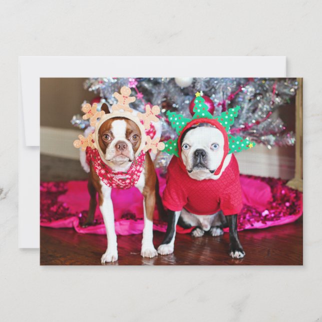 Zwei Boston Terriers (Vorderseite)