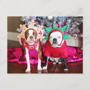 Zwei Boston Terriers Postkarte