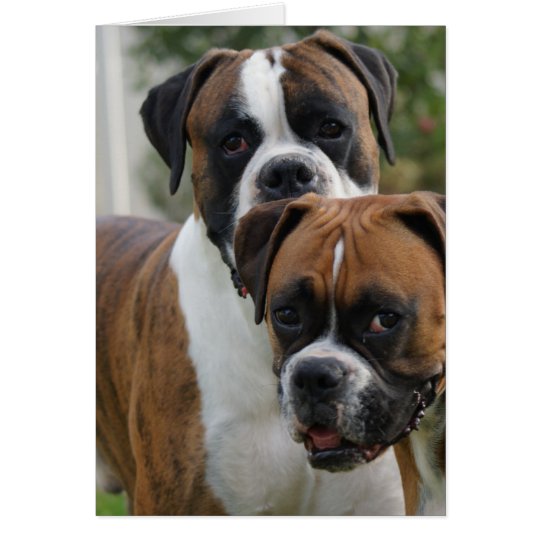 Zwei Boxer-Hunde Karte