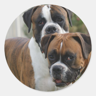 Zwei Boxer-Hunde Runder Aufkleber