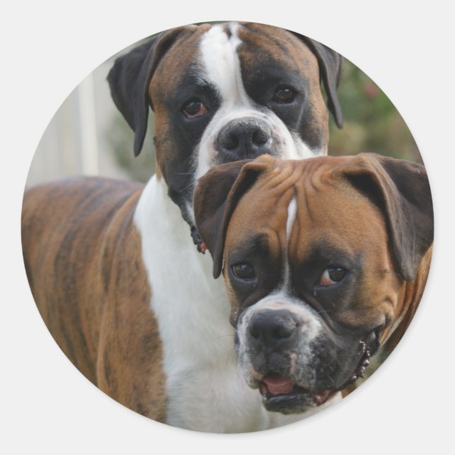 Zwei Boxer-Hunde Runder Aufkleber (Vorderseite)