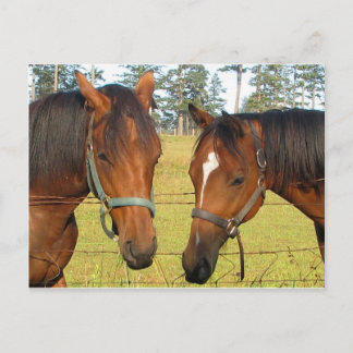 Zwei braune Pferde auf einem Feld, nachdenkliche P Postkarte
